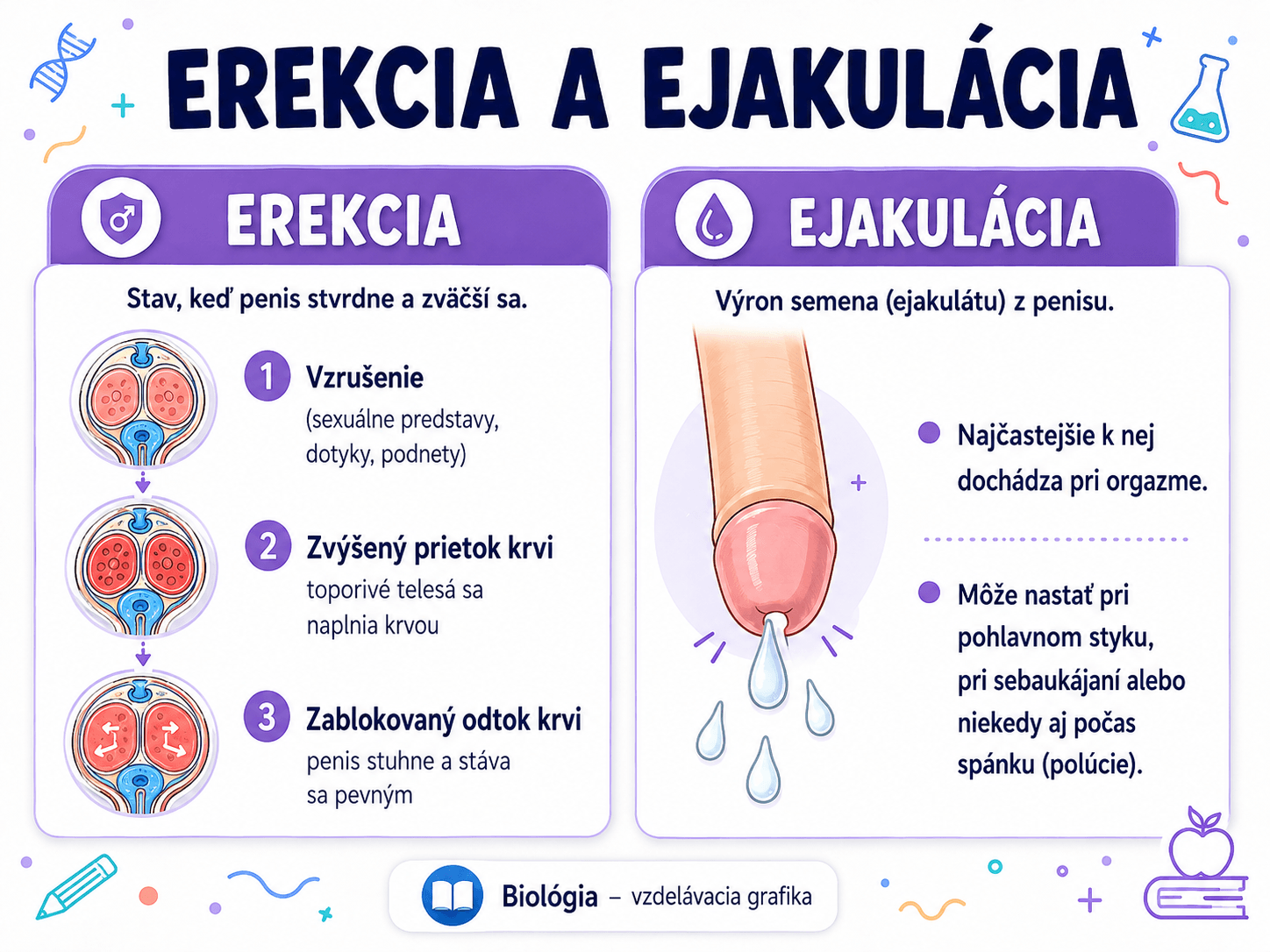 Erekcia vzniká najmä vďaka zvýšenému prietoku krvi do toporivých telies. Ejakulácia je výron semena z penisu a môže nastať pri orgazme, niekedy aj počas spánku.