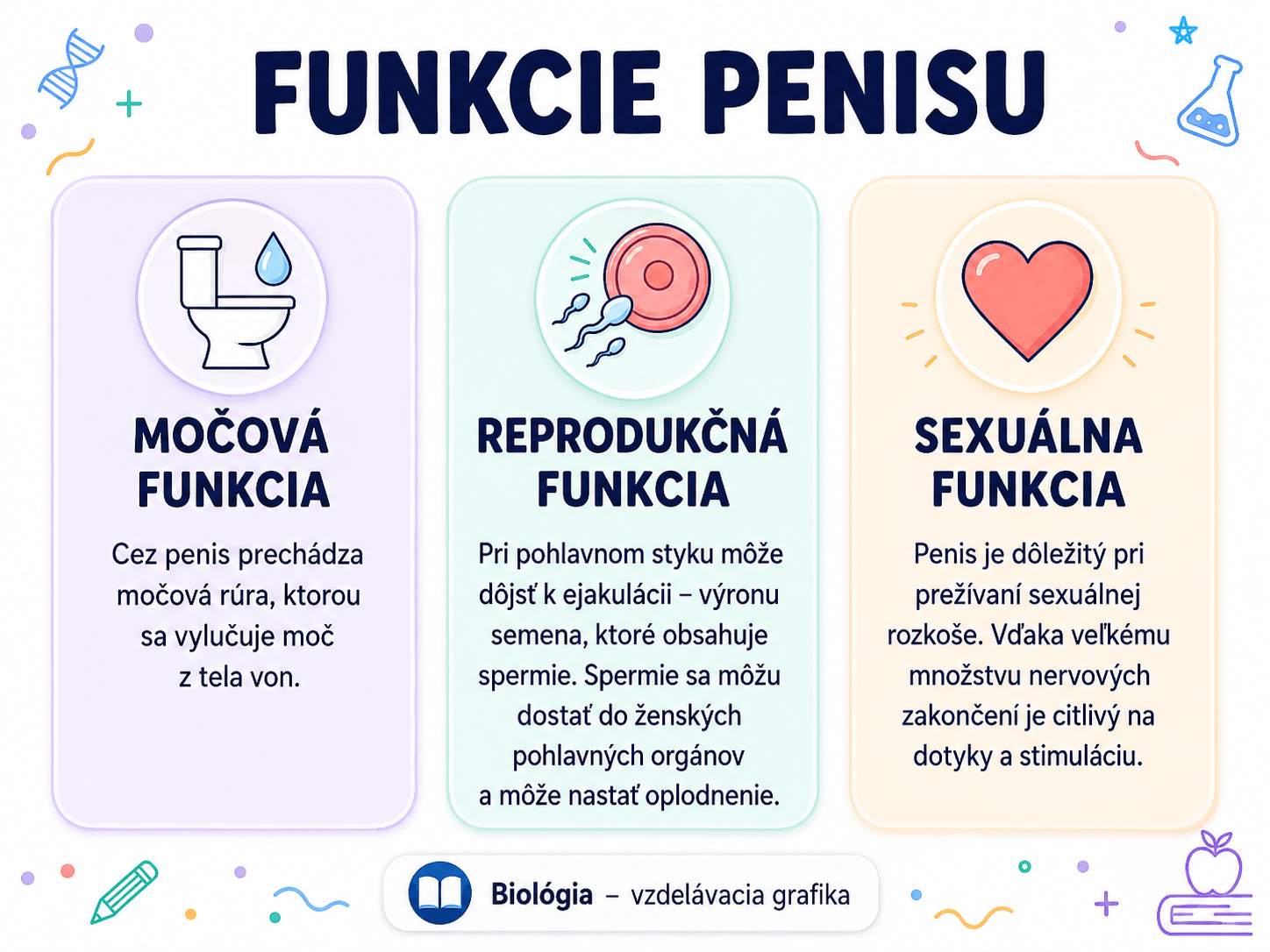 Penis má viacero dôležitých funkcií. Slúži na odvádzanie moču z tela, podieľa sa na rozmnožovaní a je citlivou časťou tela pri prežívaní sexuálnej stimulácie.